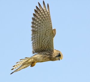 Hunting Kestrel