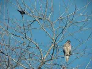 Red shoulder hawk