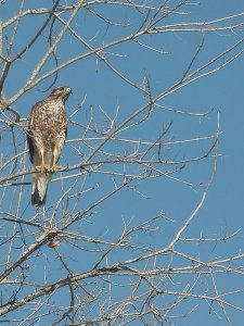 Red shouldered hawk