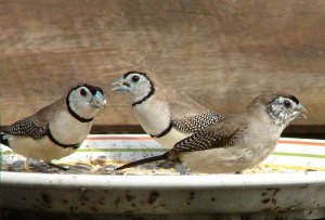 Double-BarredFinches