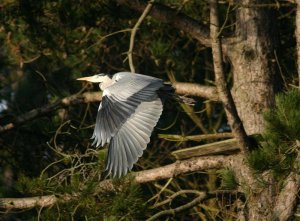 Gray Heron