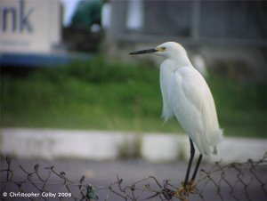 Snowy Egret