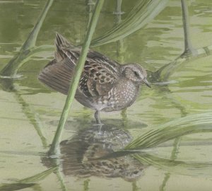 Spotted Crake