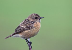 Stonechat - Female