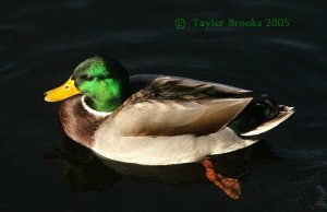 Morning Mallard