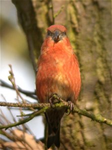 Common Crossbill