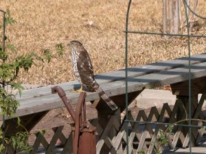 young hawk