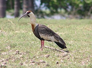 Buff-necked Ibis