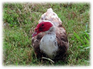 Muscovy duck