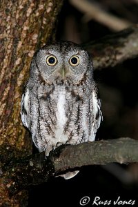 eastern screech-owl