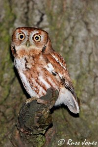 eastern screech-owl