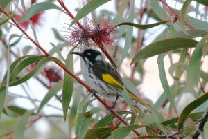 New Holland honeyeater