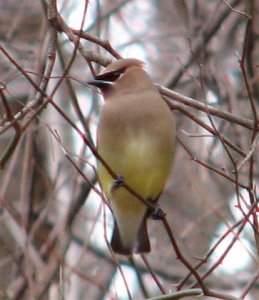 Cedar Waxwing.