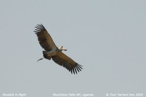 Shoebill in flight