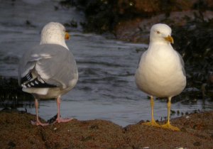 Yellow-legged Herring Gull and Herring Gull