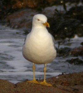 Yellow-legged Herring Gull