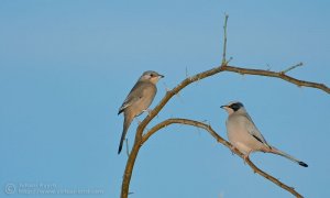 Birds of sunset