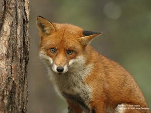 Red Fox