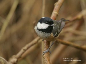 Coal tit