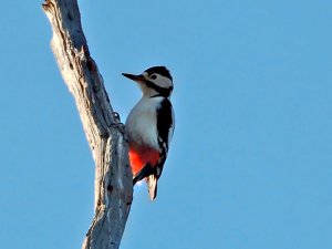 Great  Spotted Woodpecker
