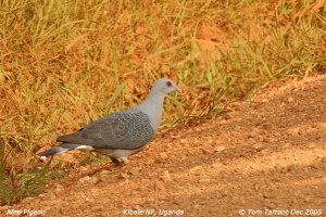 Afep Pigeon