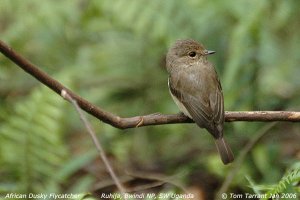 African Dusky Flycatcher