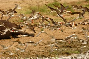 African Skimmers