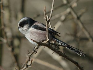 Long-tailed Tit