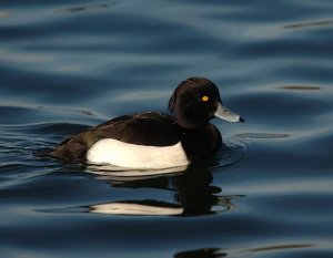 Tufted Duck