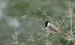 White-cheeked Bulbul