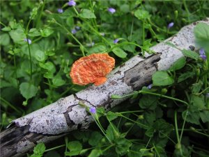 Pycnoporus sanguineus