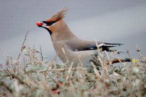 Waxwing