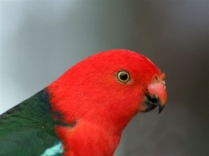 Australian King Parrot