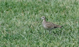 Sociable Plover