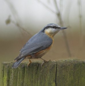 nuthatch