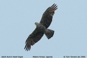 Adult Ayre's Hawk-Eagle