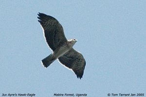 Juvenile Ayre's Hawk-Eagle