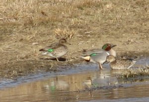 Green-winged Teal