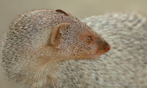 Mongoose