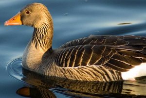 Greylag Goose