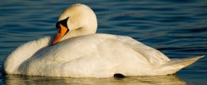 Sleeping Mute Swan