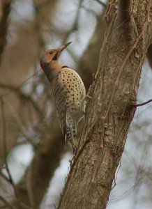 Northern Flicker