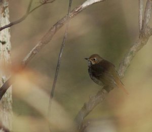 Hermit Thrush