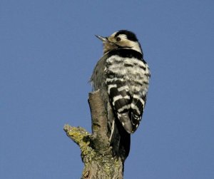 Close  to  Nature,      Lesser Spotted Woodpecker