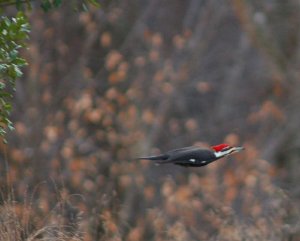 Pileated Woodpecker in Flight