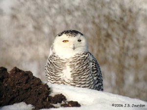 Snowy Owl