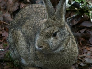 Wild Cottontail