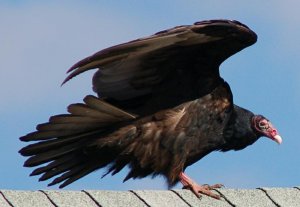 Turkey Vulture