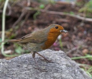 A hungry robin