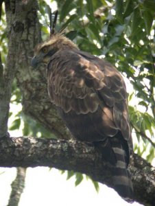 Mountain Hawk Eagle